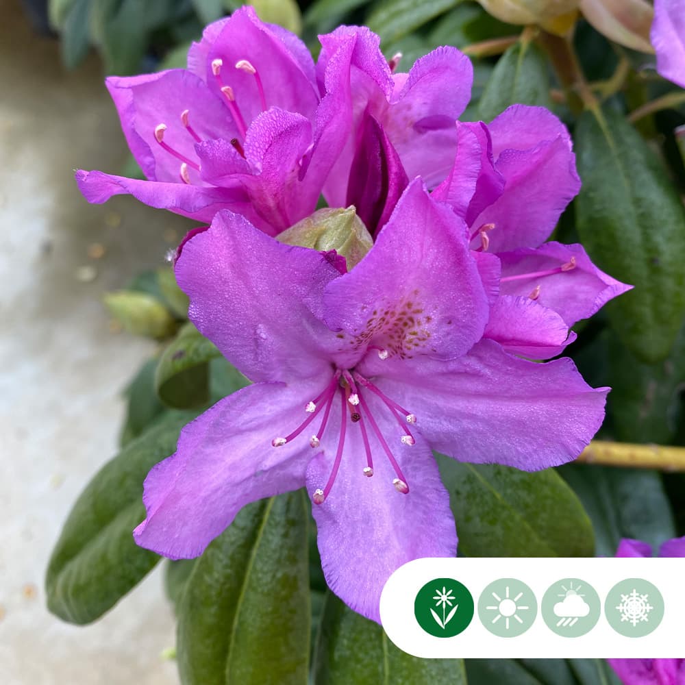 Rhododendron 'Azurro'