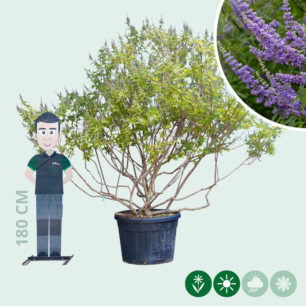 Kuisheidsboom meerstammig