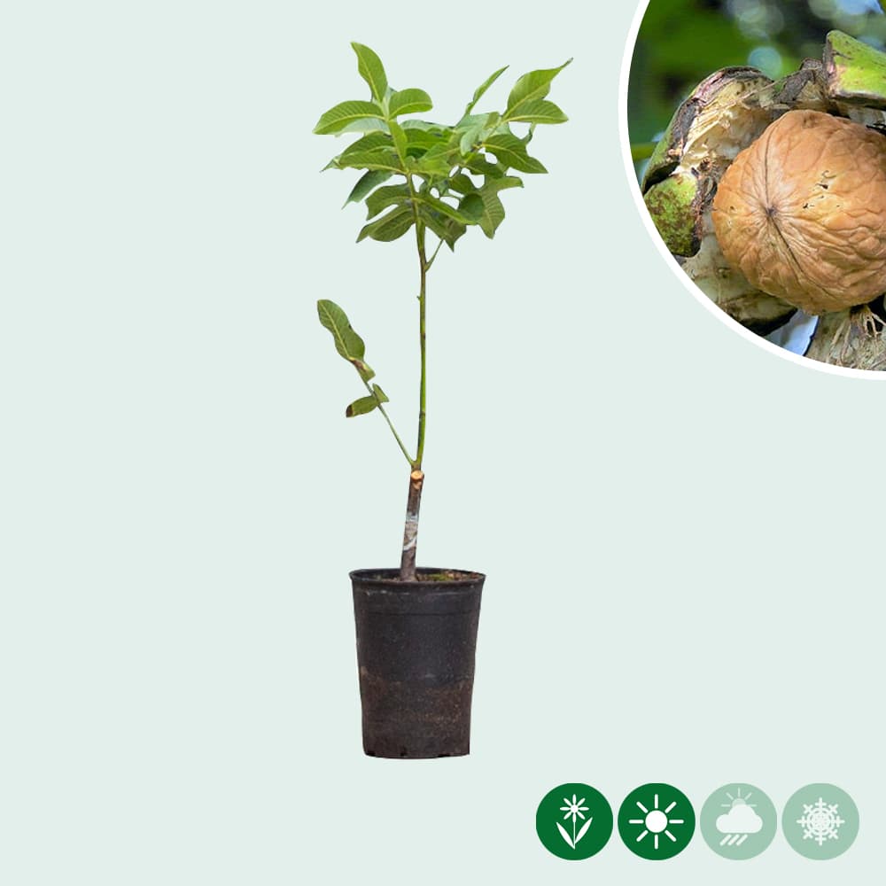 walnotenboom 'Coenen'