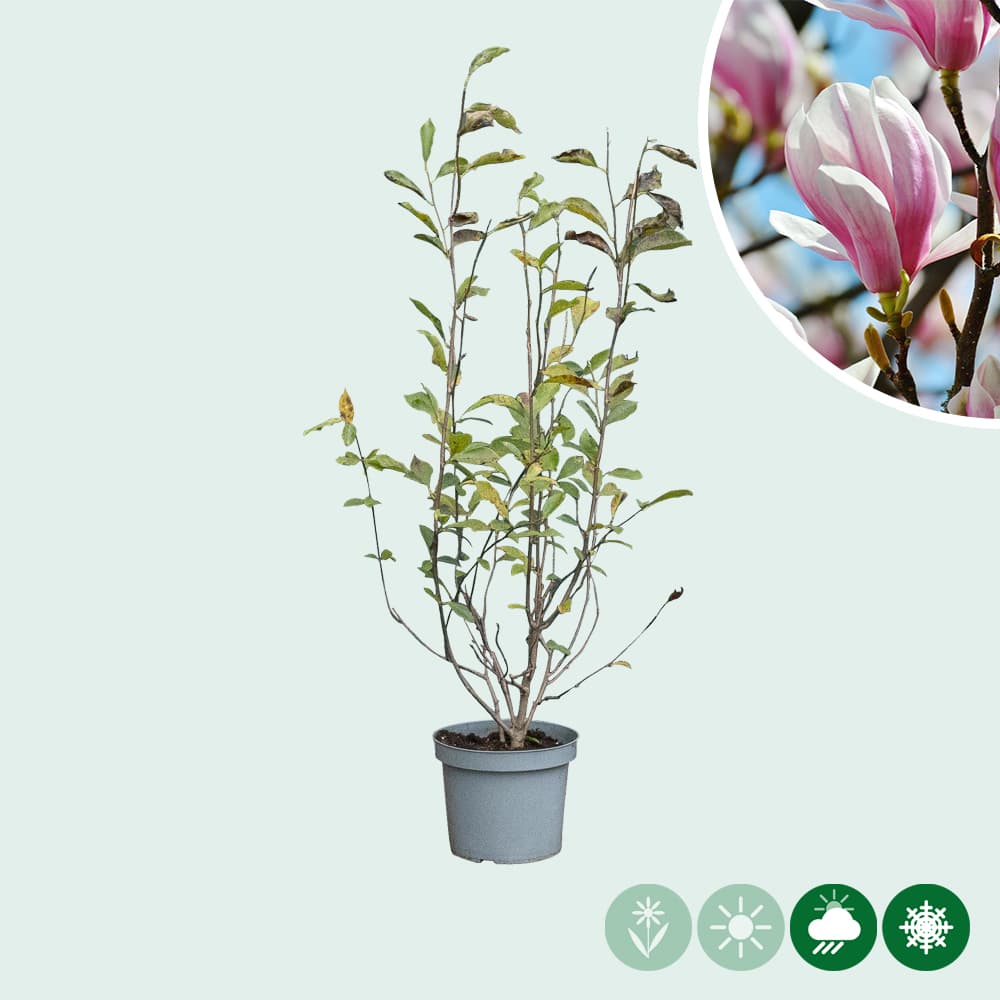Magnolia soulangeana struik