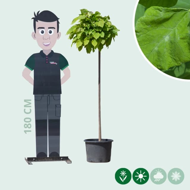 Bolcatalpa 150 cm stamhoogte