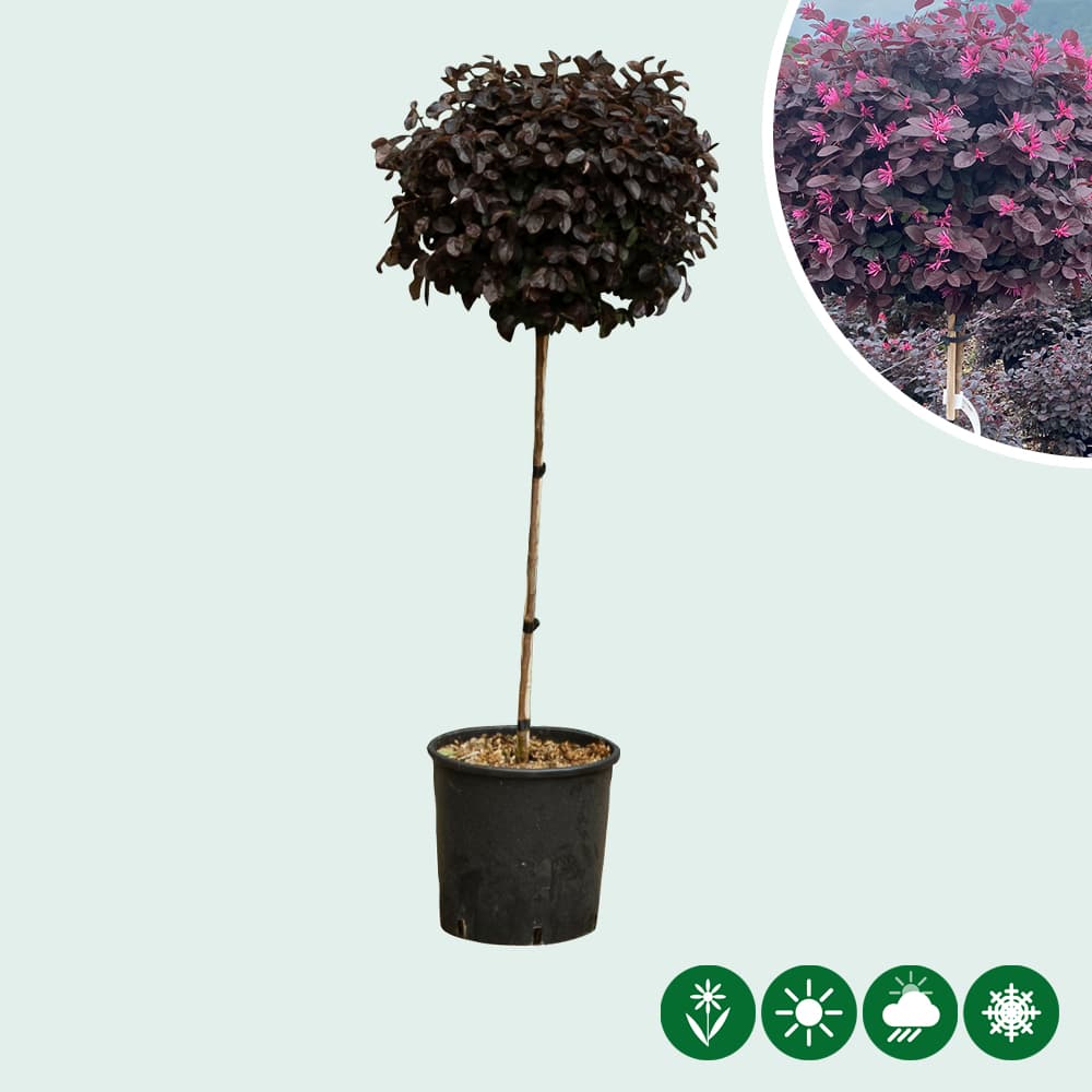Chinese franjeboom