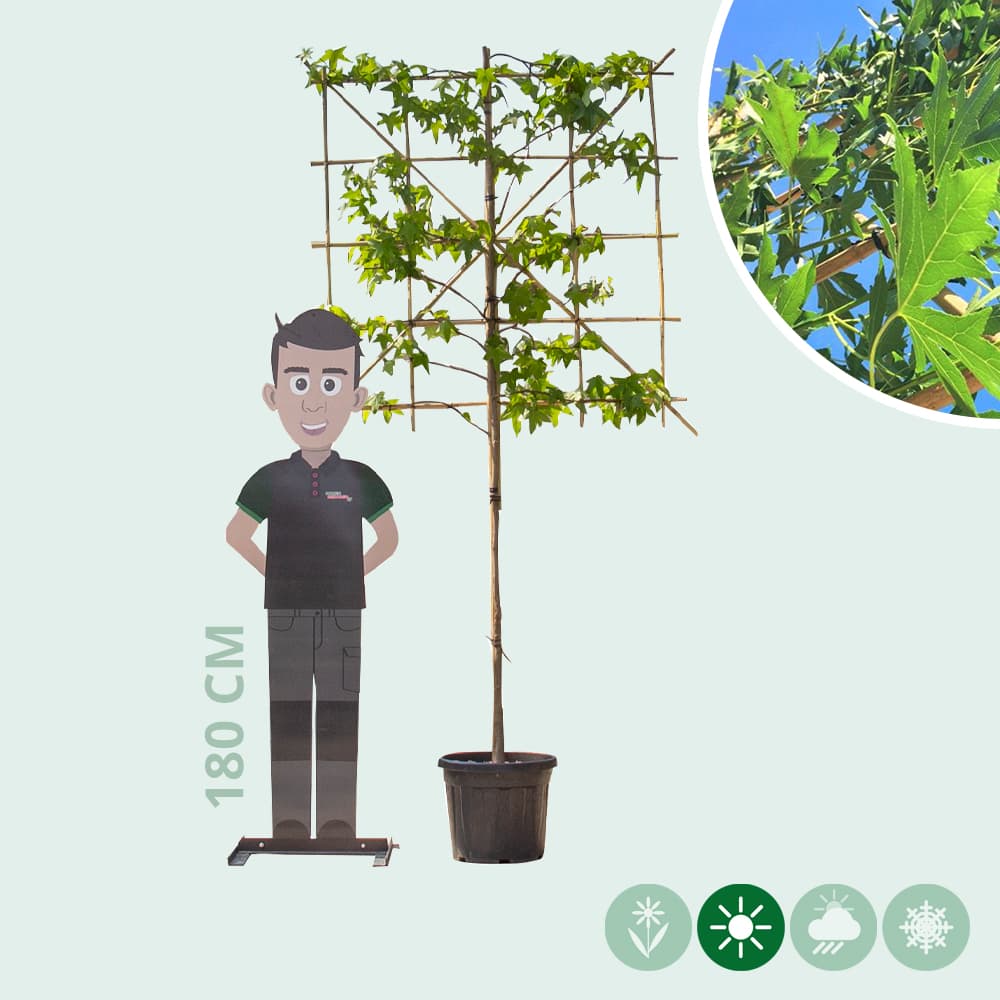 Lei amberboom 120 cm (120x120)