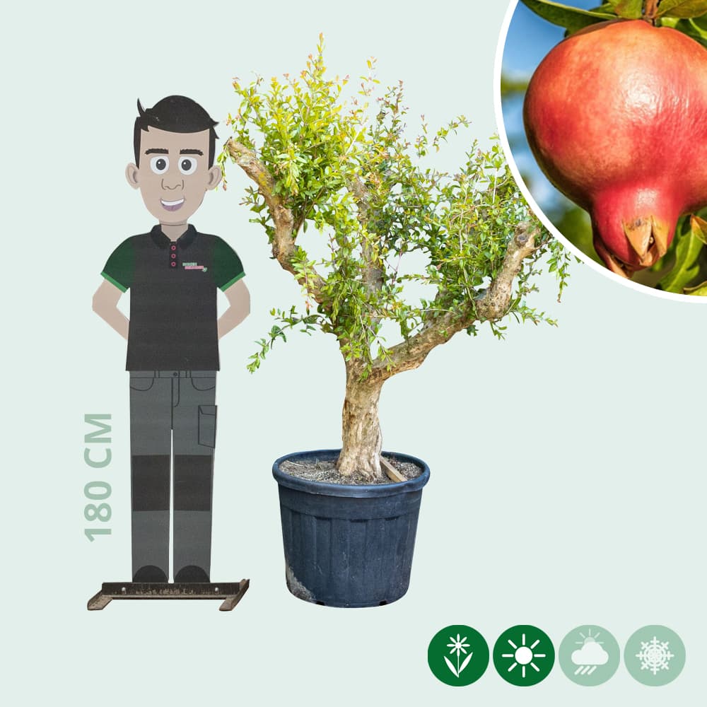 Granaatappelboom