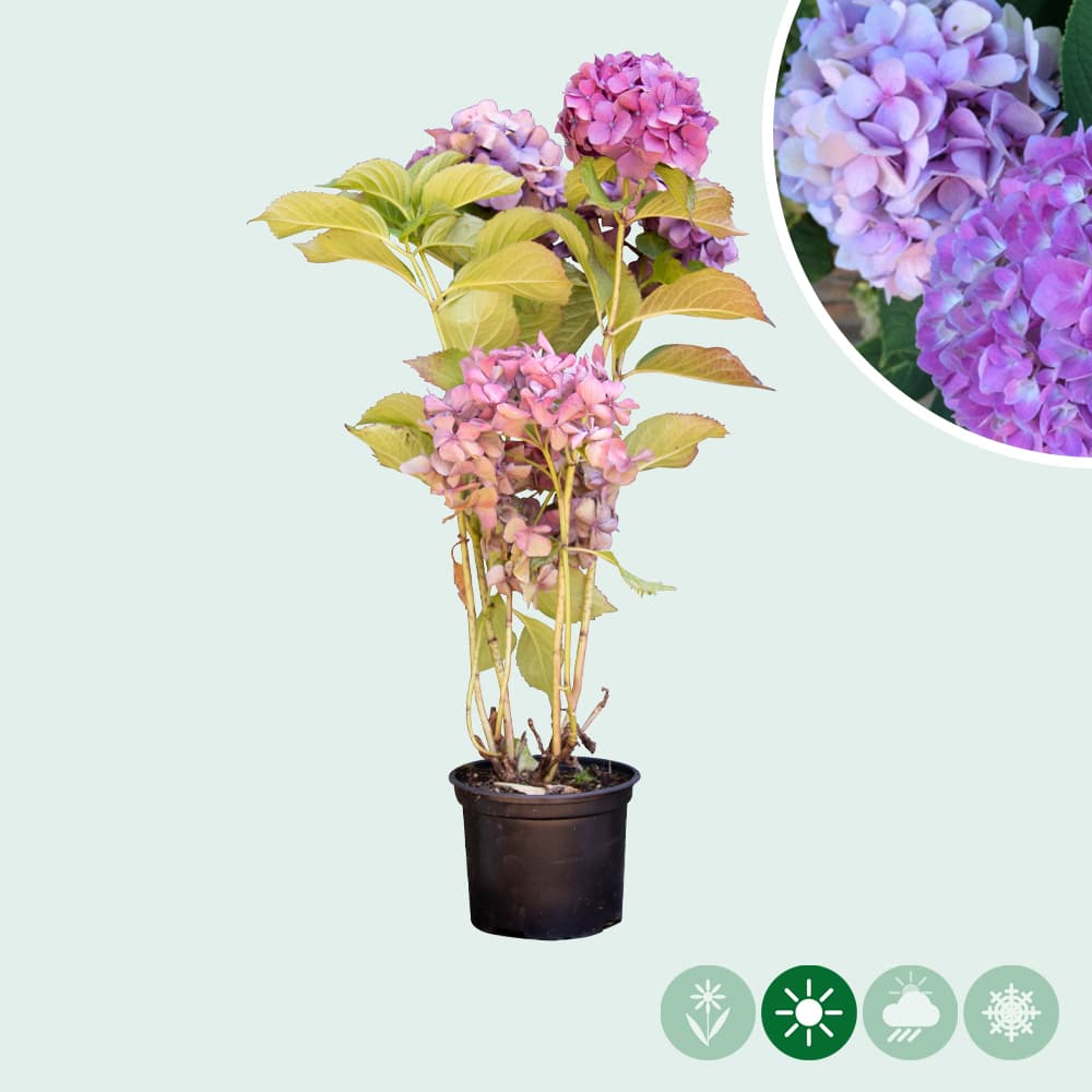 Hortensia