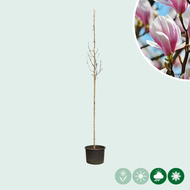 Magnolia soulangeana op stam