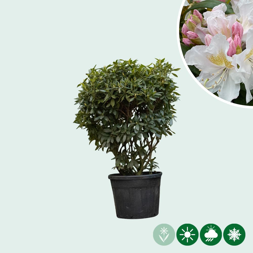 Rhododendron Cunninghams White