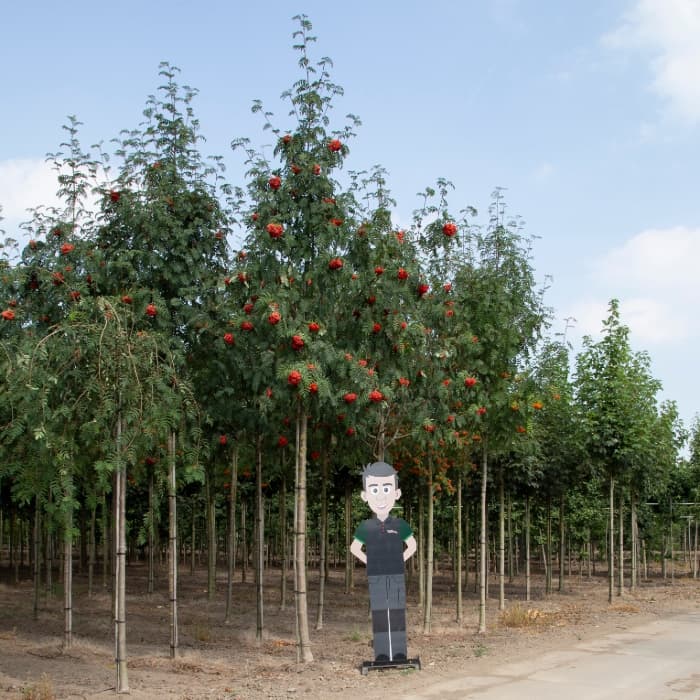 Lijsterbes volgroeid
