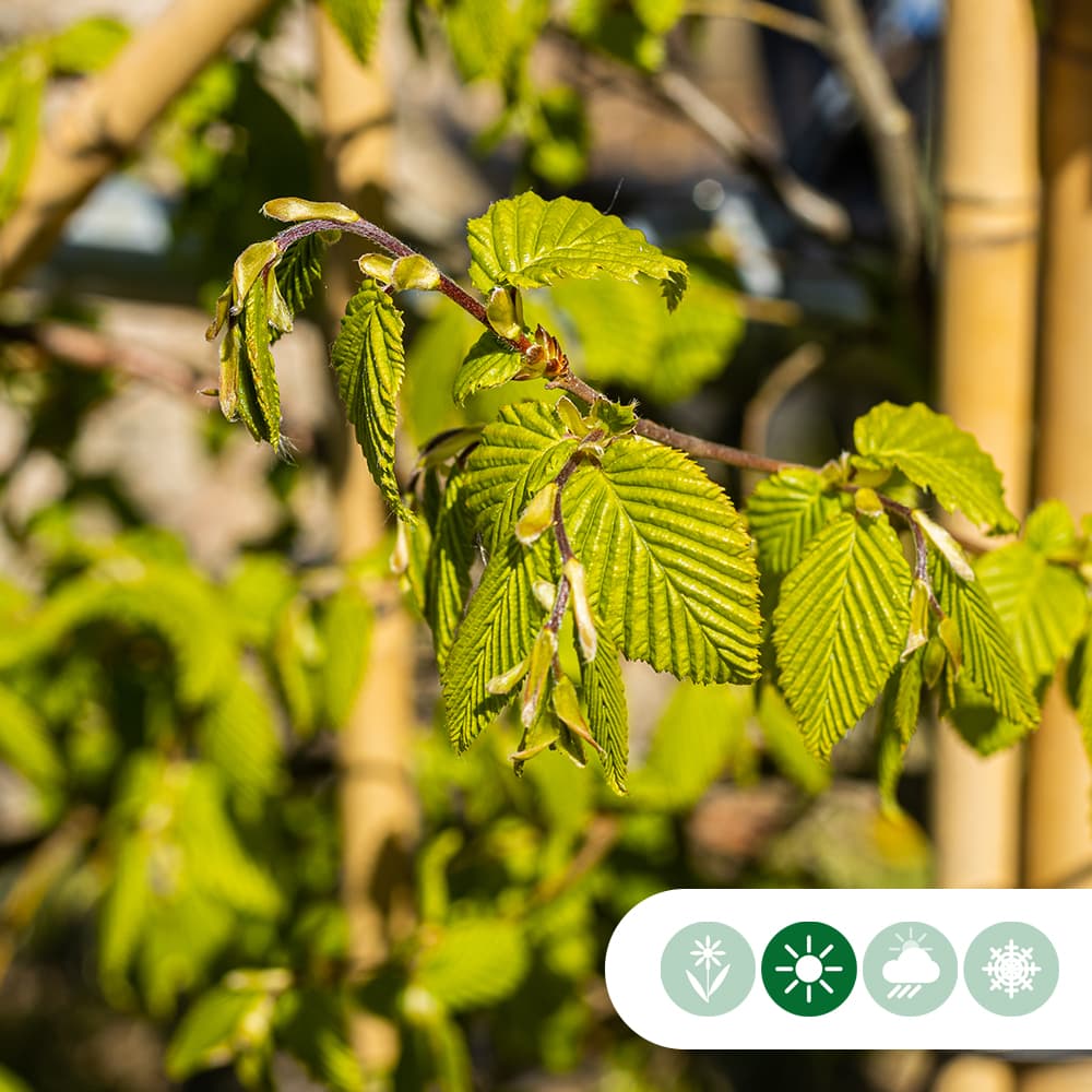 Haagbeuk haagelement