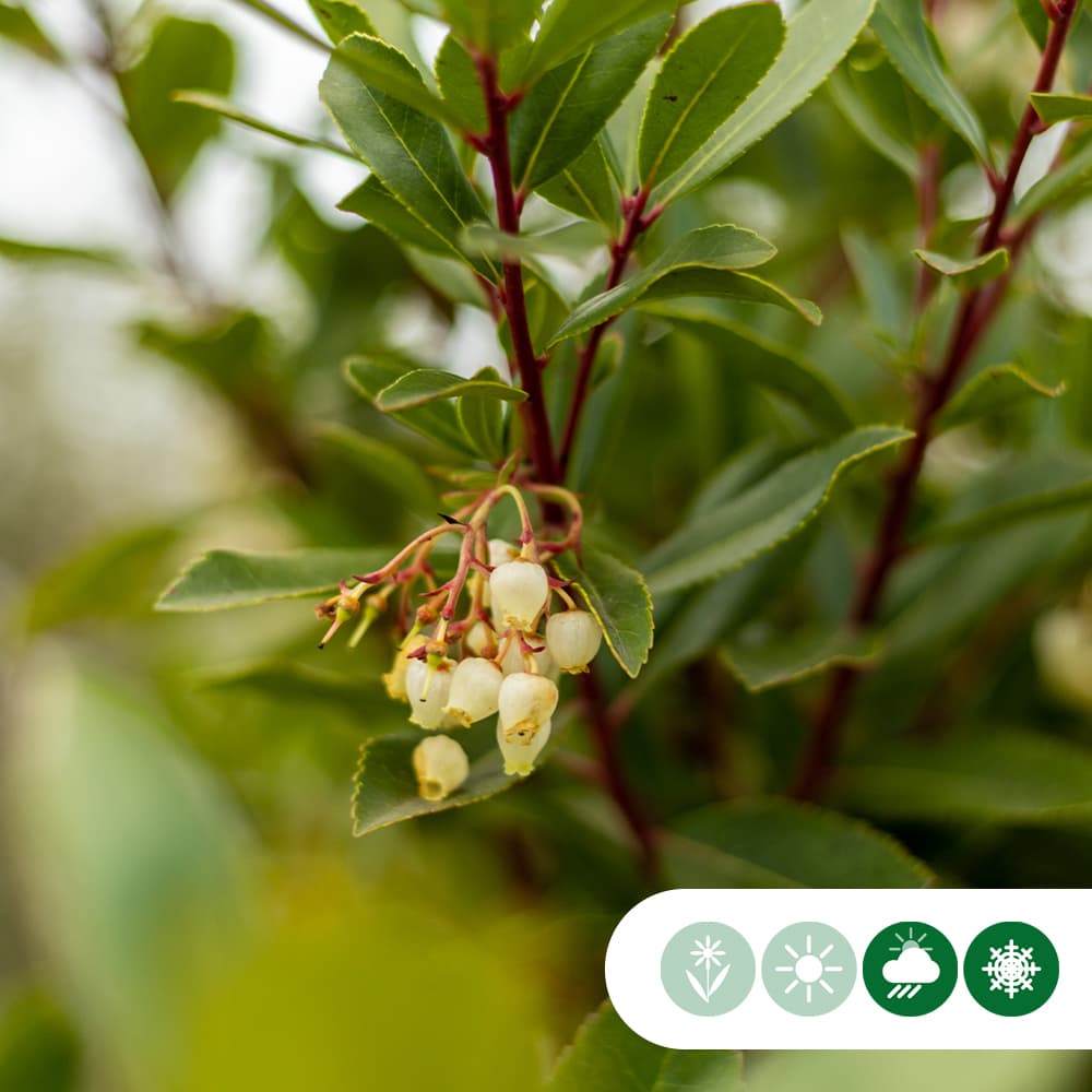Aardbeienboom meerstammig