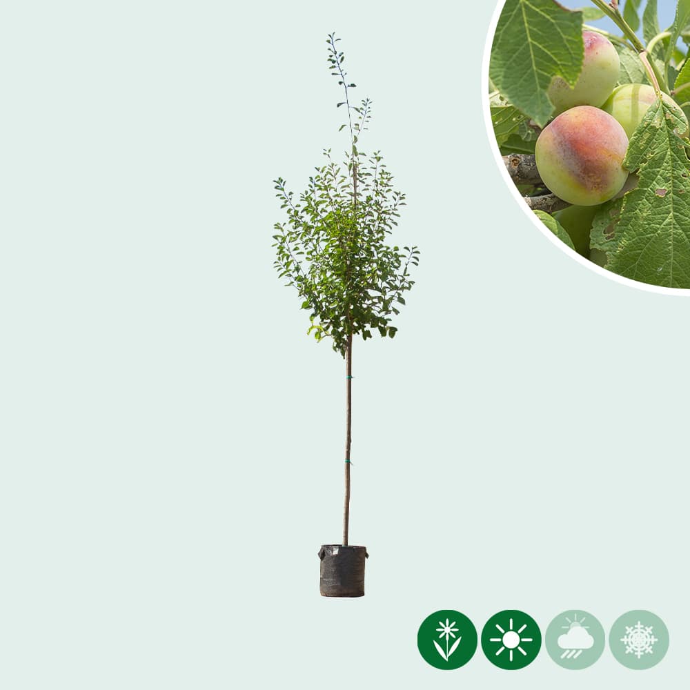 Prunus domestica 'Opal'