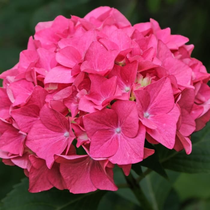 Hortensia Leuchtfeuer