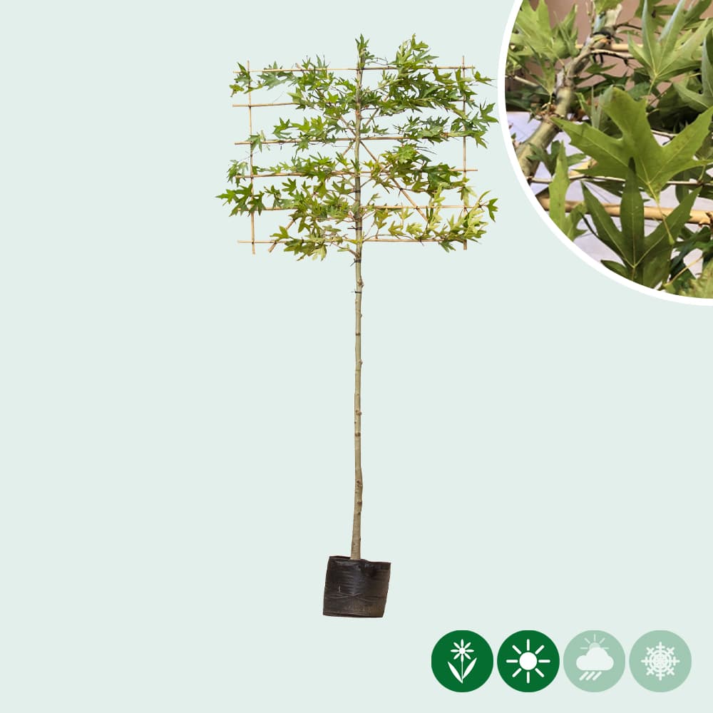 Oosterse plataan leiboom 180 cm