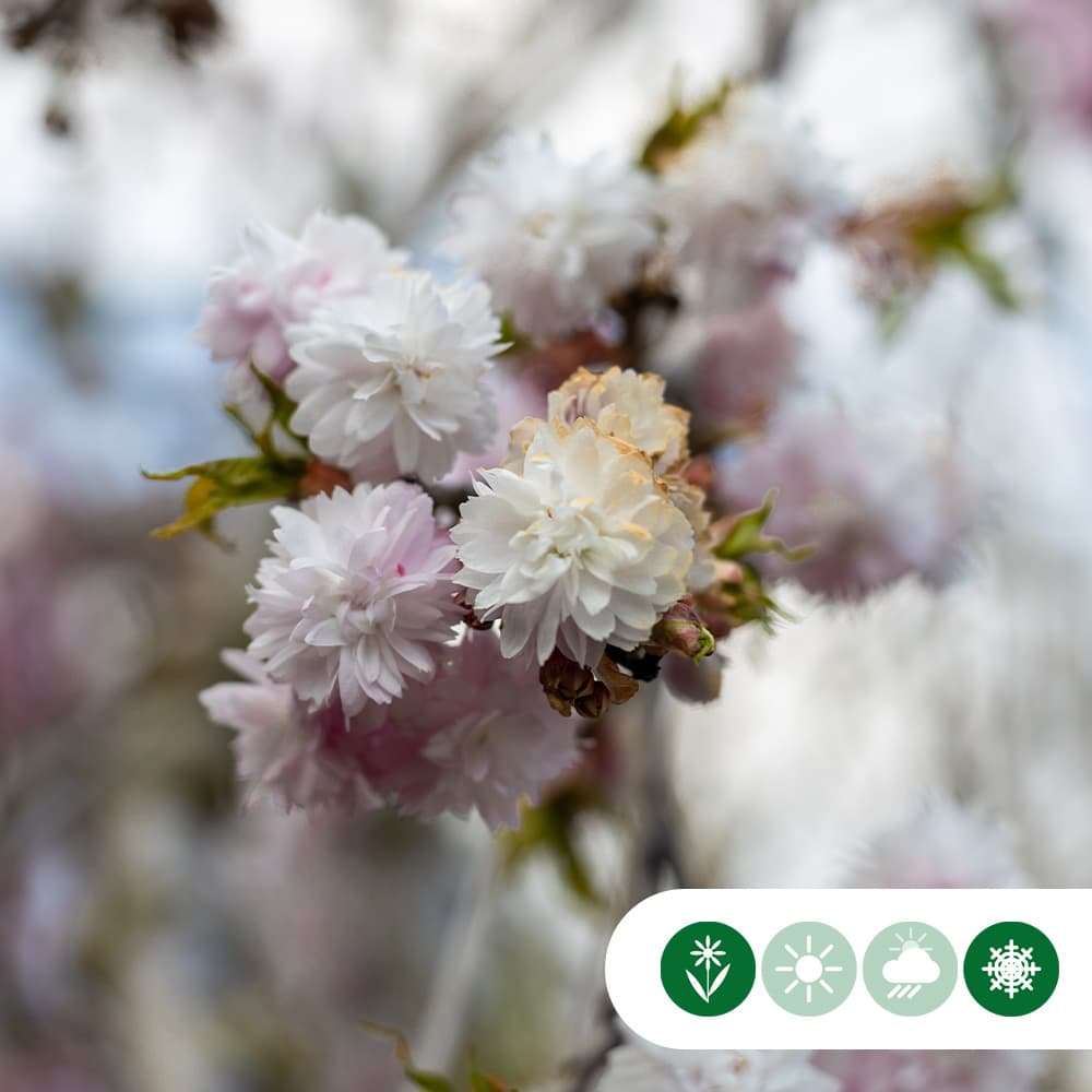 Japanse sierkers 'Autumnalis Rosea'