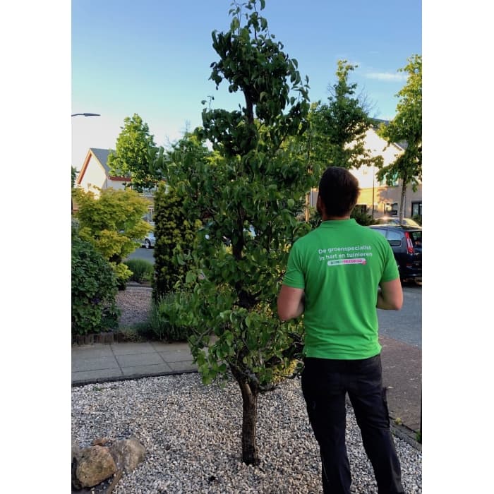 Oude perenboom 'Conference'