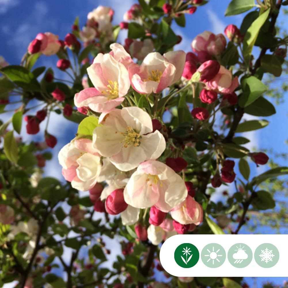 Sierappel leiboom 180 cm