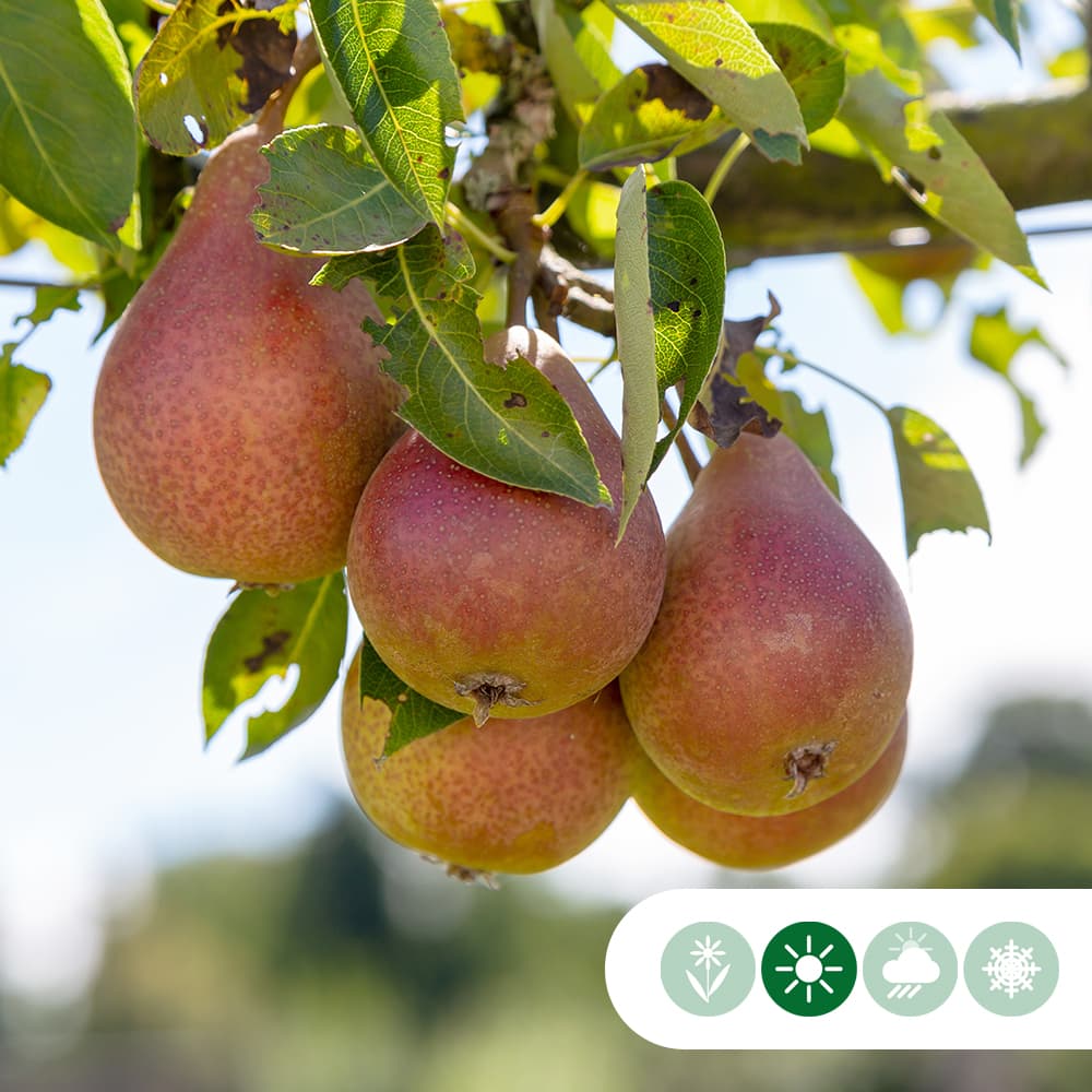Pyrus c. 'Bonne Louise d'Avranches'