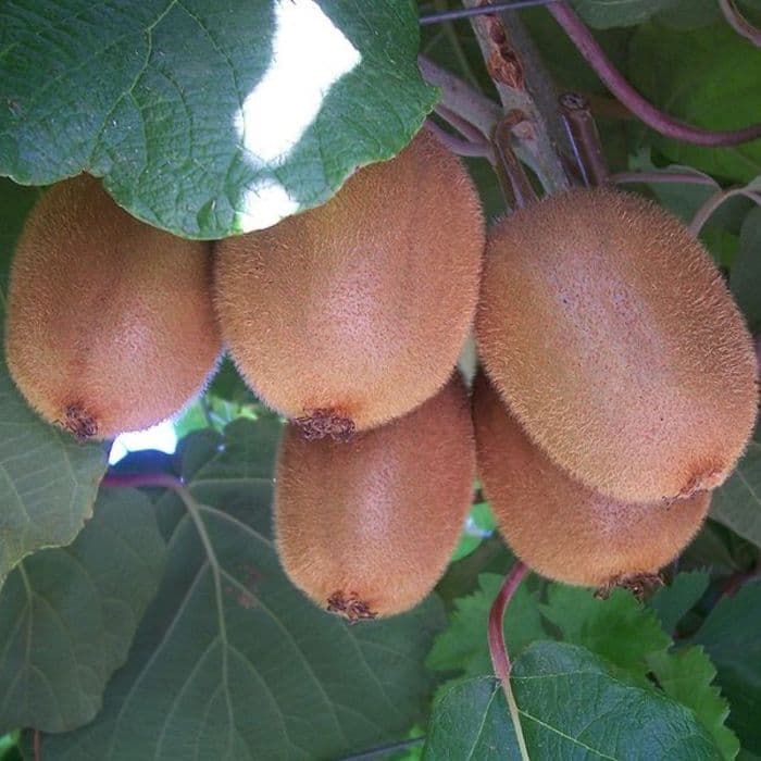 Kiwiplant