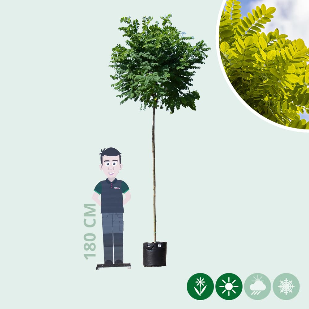 Bol acacia 220 cm stamhoogte