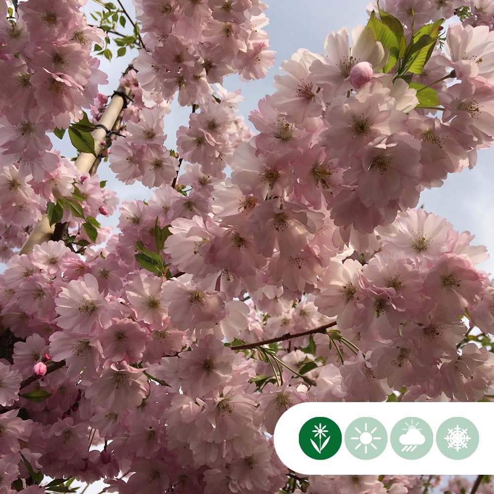 Japanse sierkers 'Autumnalis Rosea'