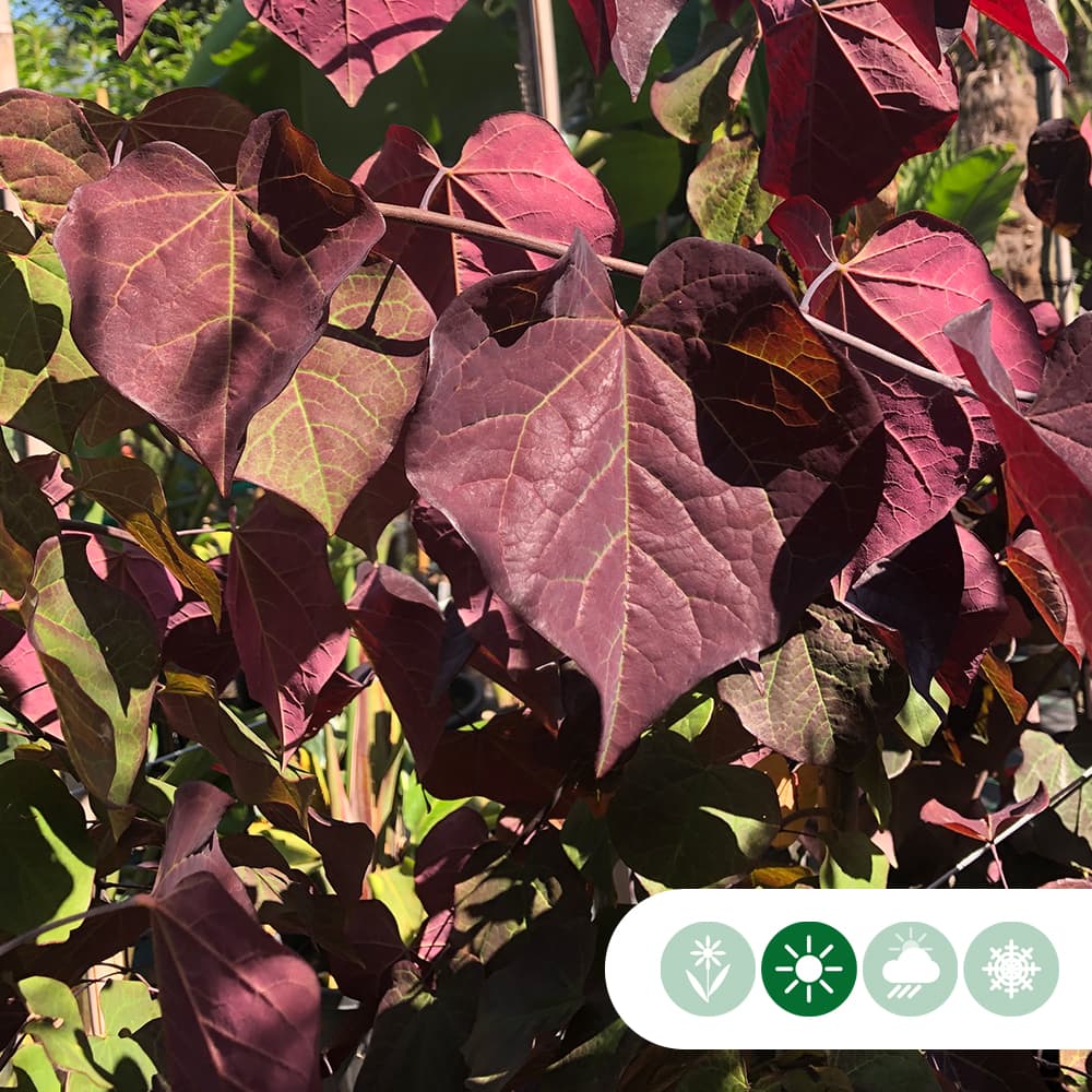 Judasboom 'Ruby Falls' dakboom