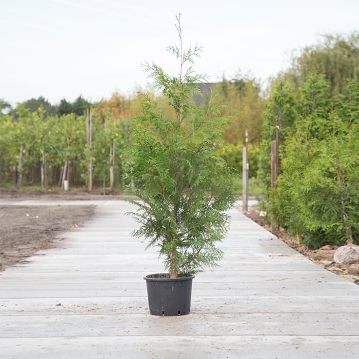 Conifeer Excelsa 2