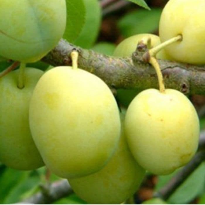 Prunus domestica 'Reine Claude Verte'