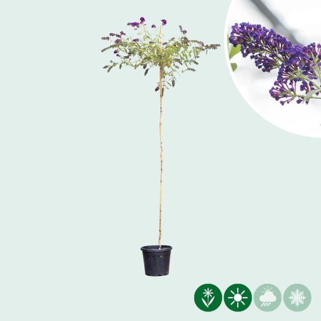 Vlinderstruik op stam