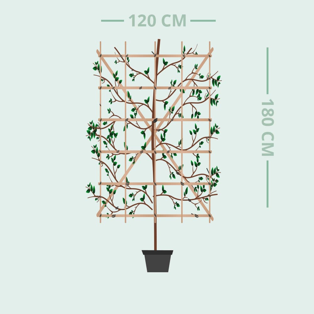Amberboom haagelement