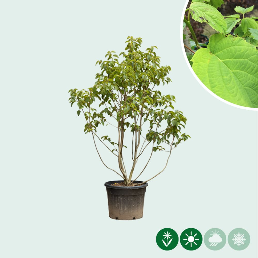 Zakdoekenboom meerstammig