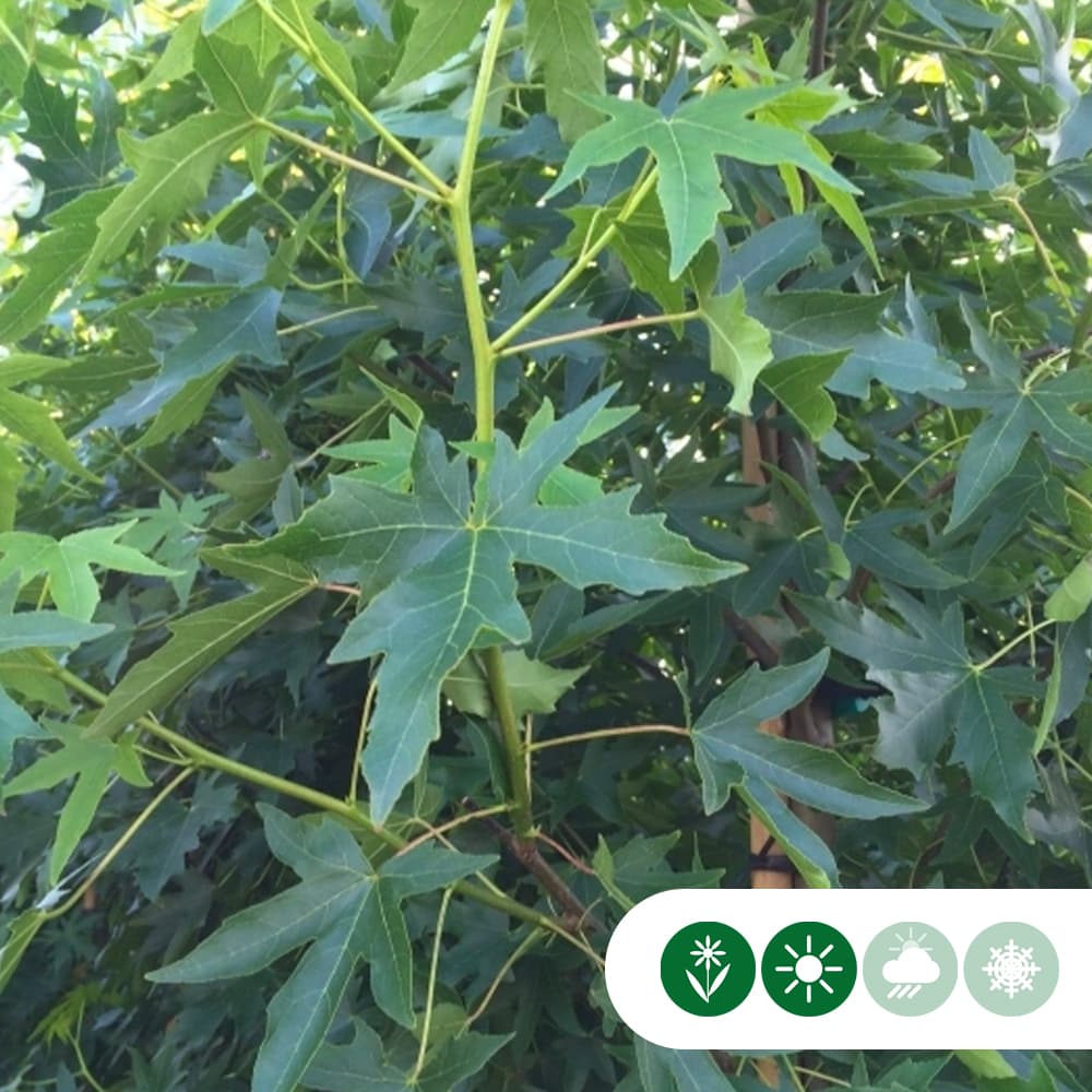 Amberboom 'Worplesdon'