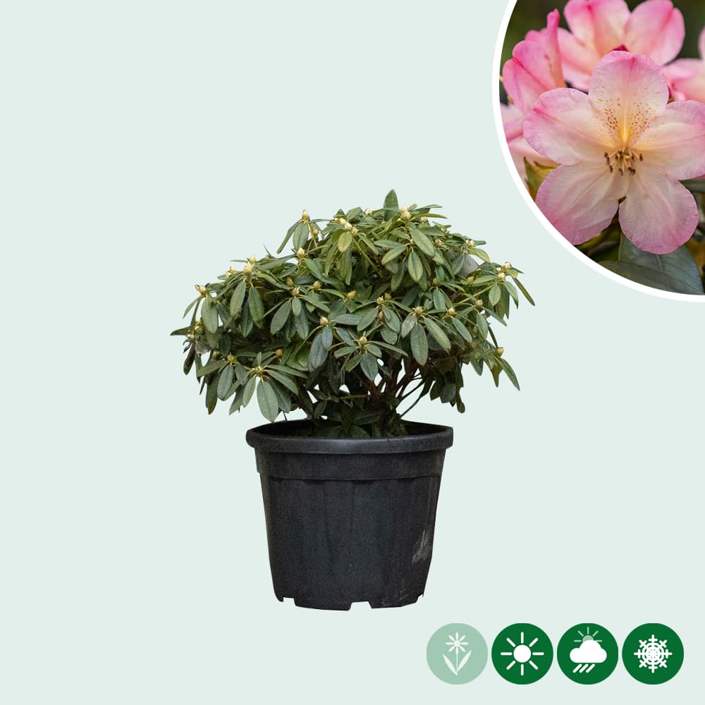Rhododendron Percy wiseman