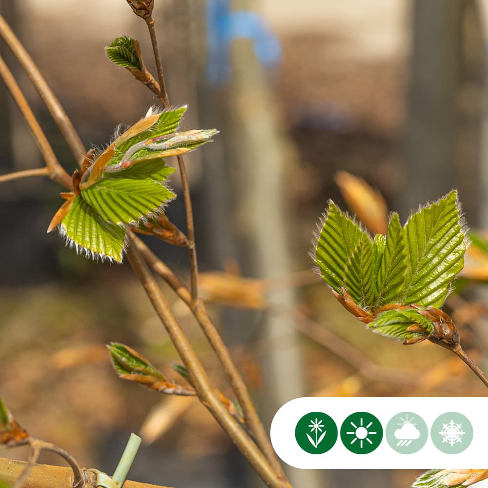 Groene zuilbeuk