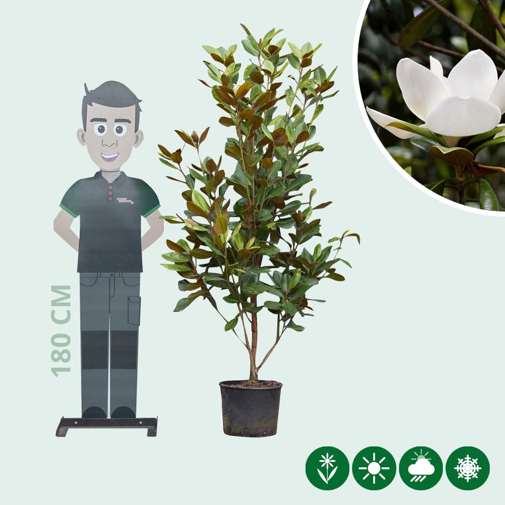 Magnolia grandiflora solitair