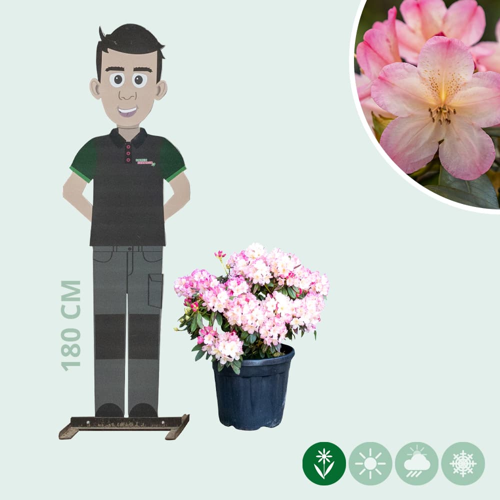 Rhododendron Percy wiseman
