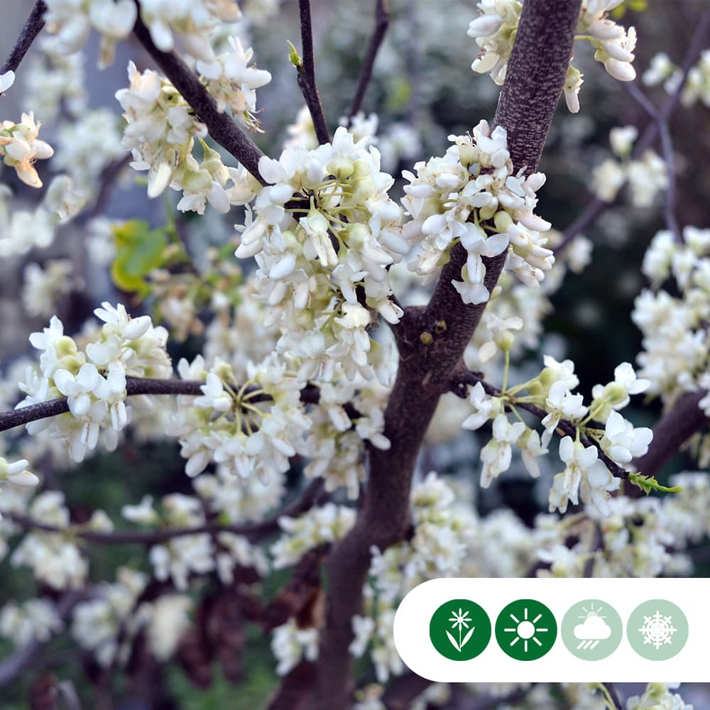 Judasboom 'Texas White'