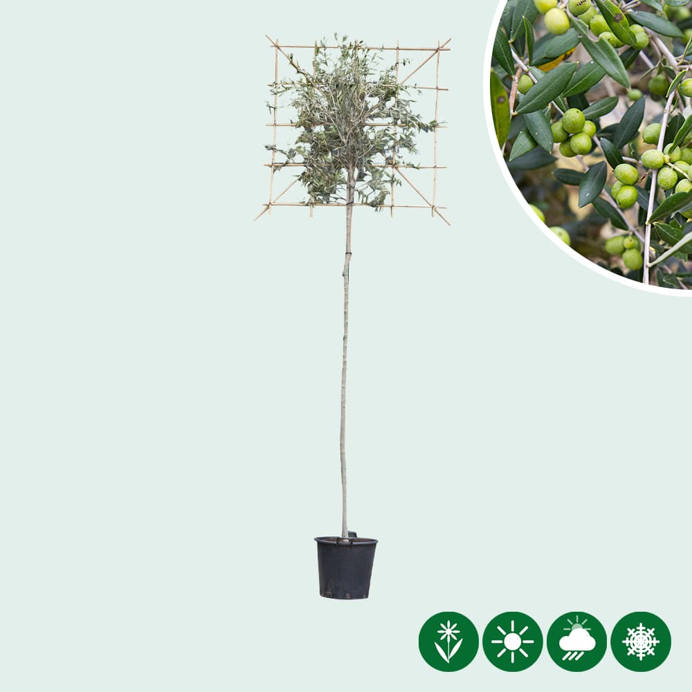 Olijfboom als leiboom 220 cm stamhoogte