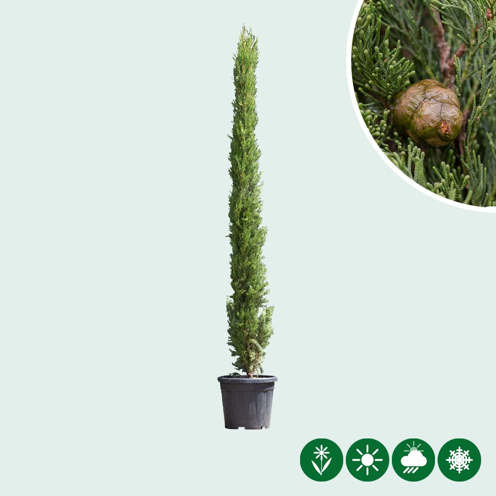 Italiaanse cipresboom 175 cm