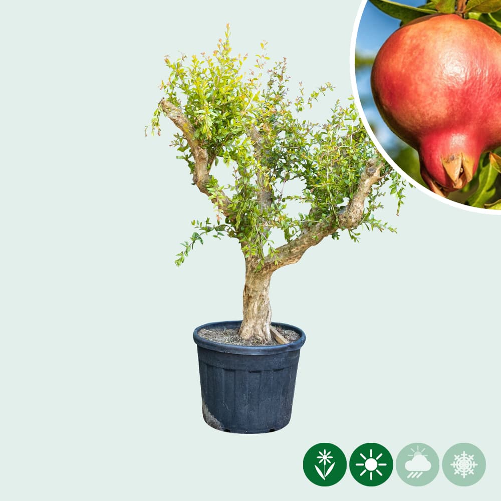 Granaatappelbomen