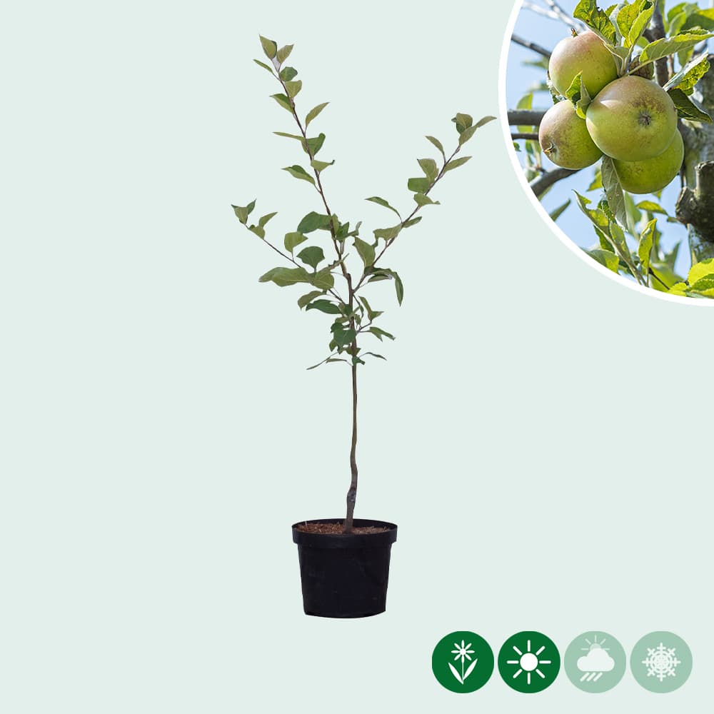 Malus d. 'Elstar'