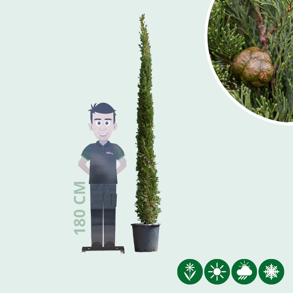 Italiaanse cipresboom 200 cm