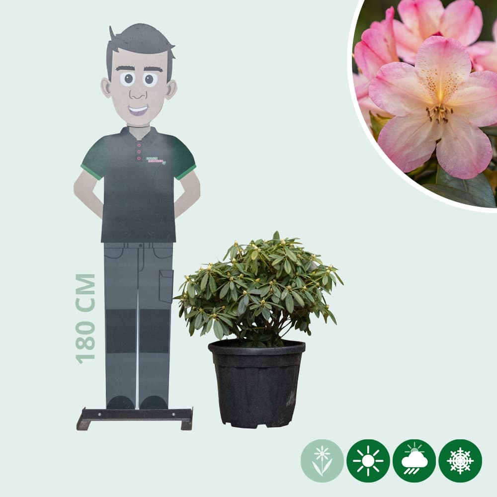 Rhododendron Percy wiseman