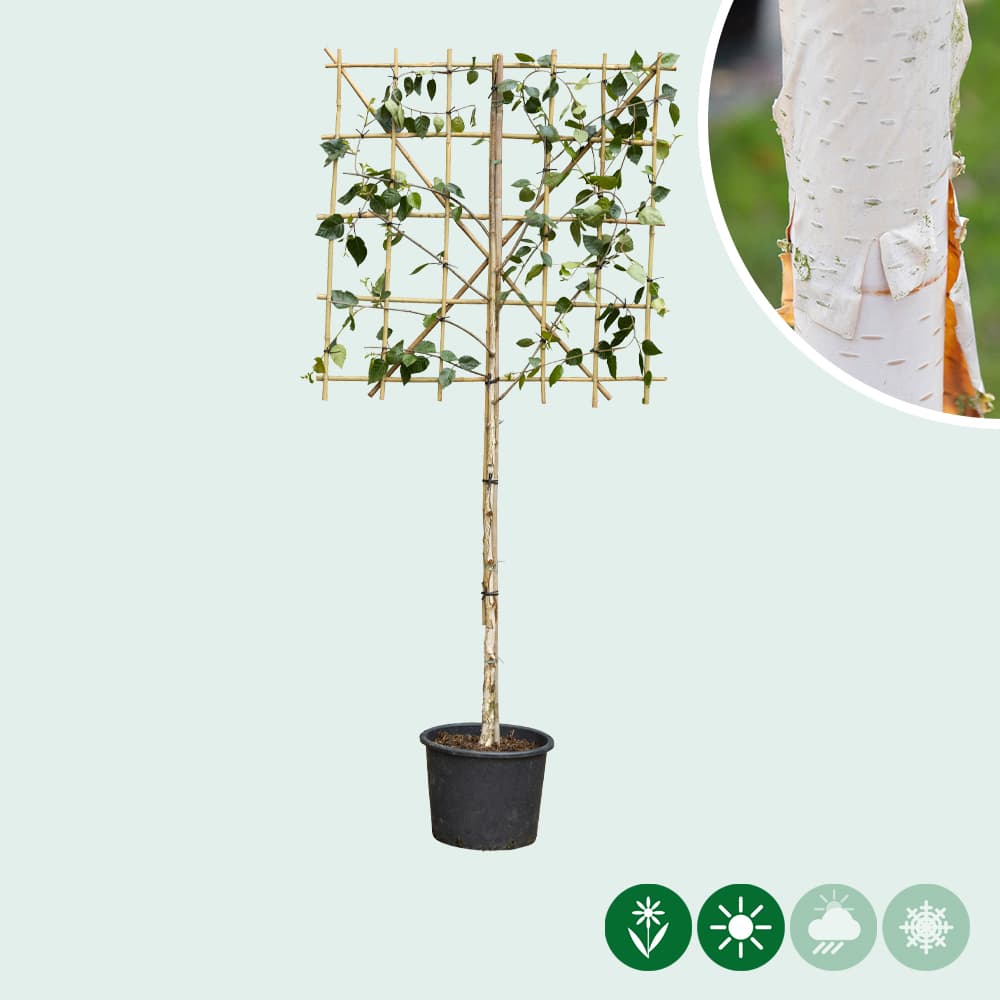 Witte Himalaya berk leiboom 100 cm