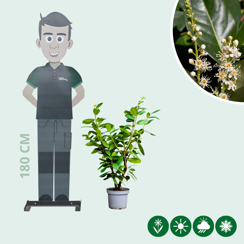 Laurierhaag 'Novita' 60 cm