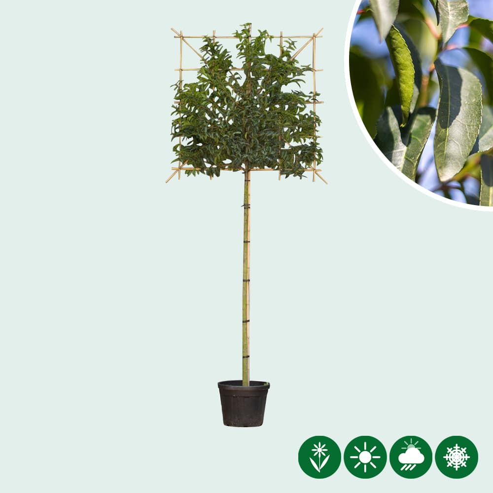 Portugese laurier leiboom 180 cm