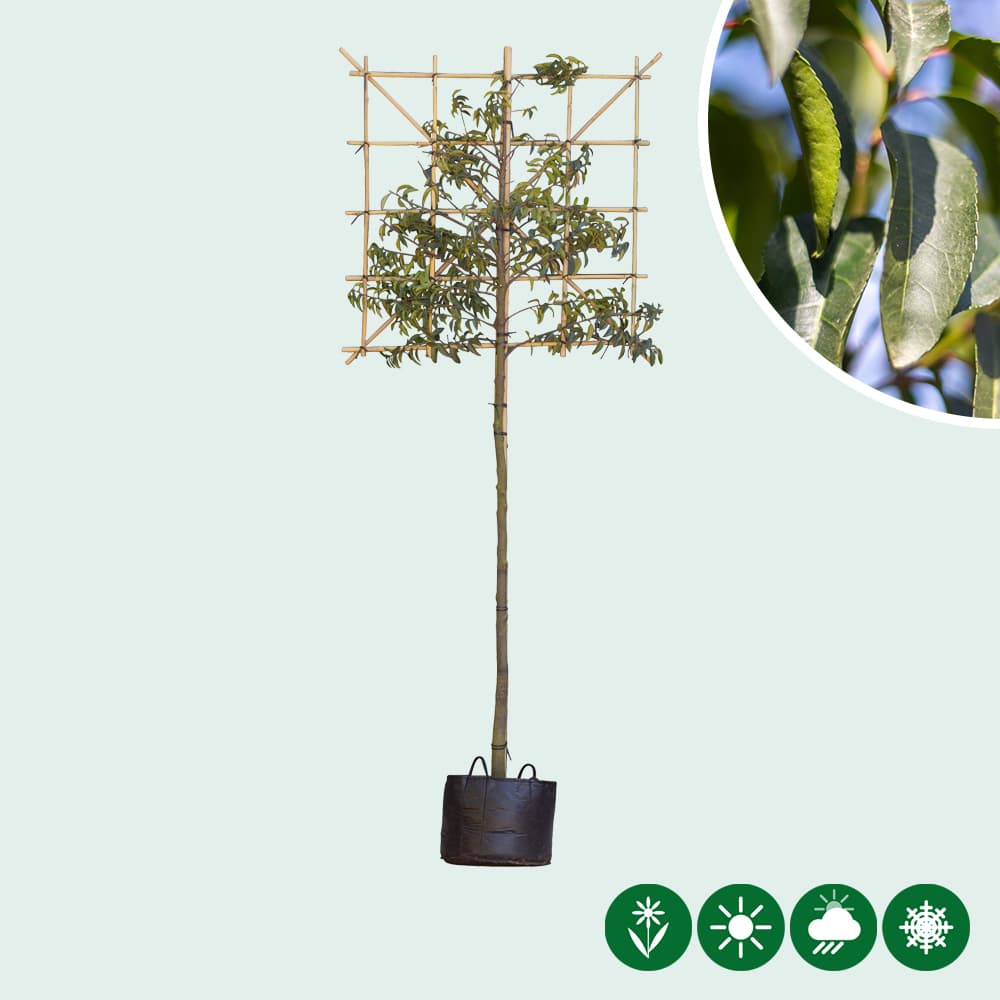 Portugese laurier leiboom 200 cm
