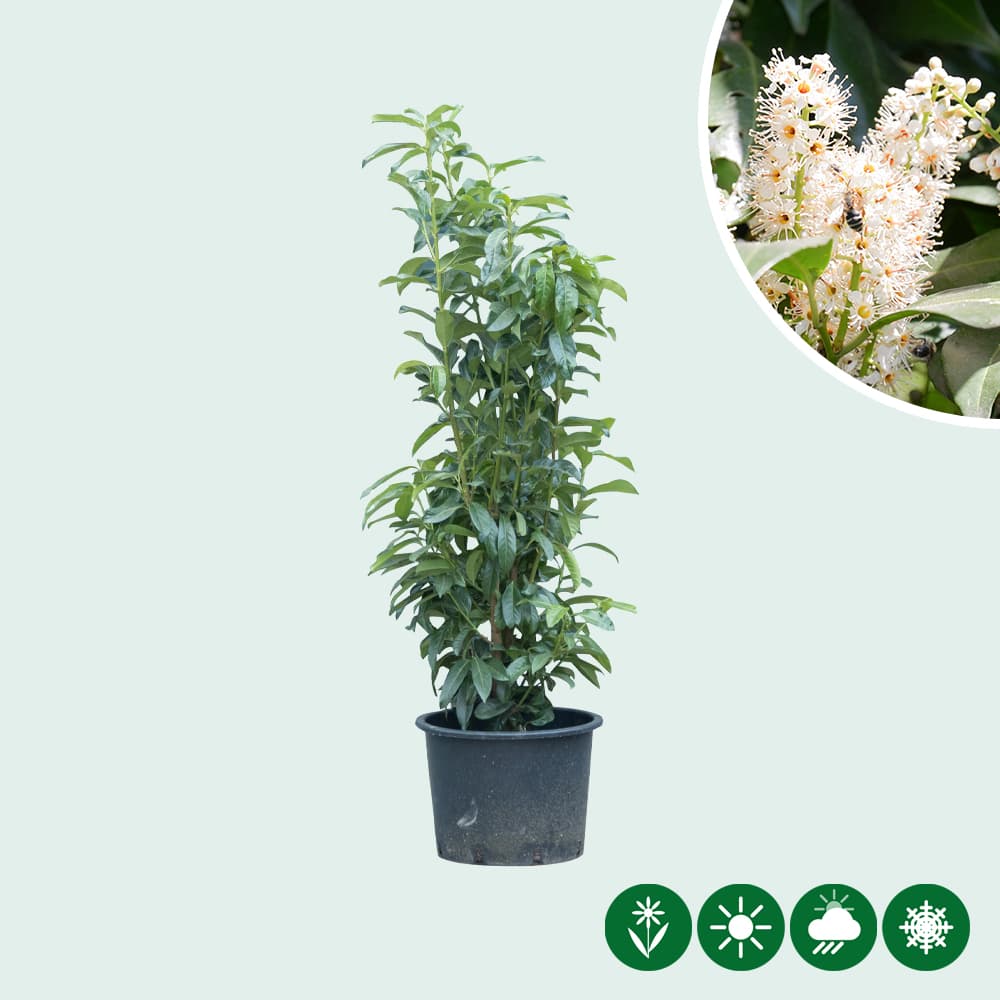 Laurierhaag 'Genolia' 100 cm