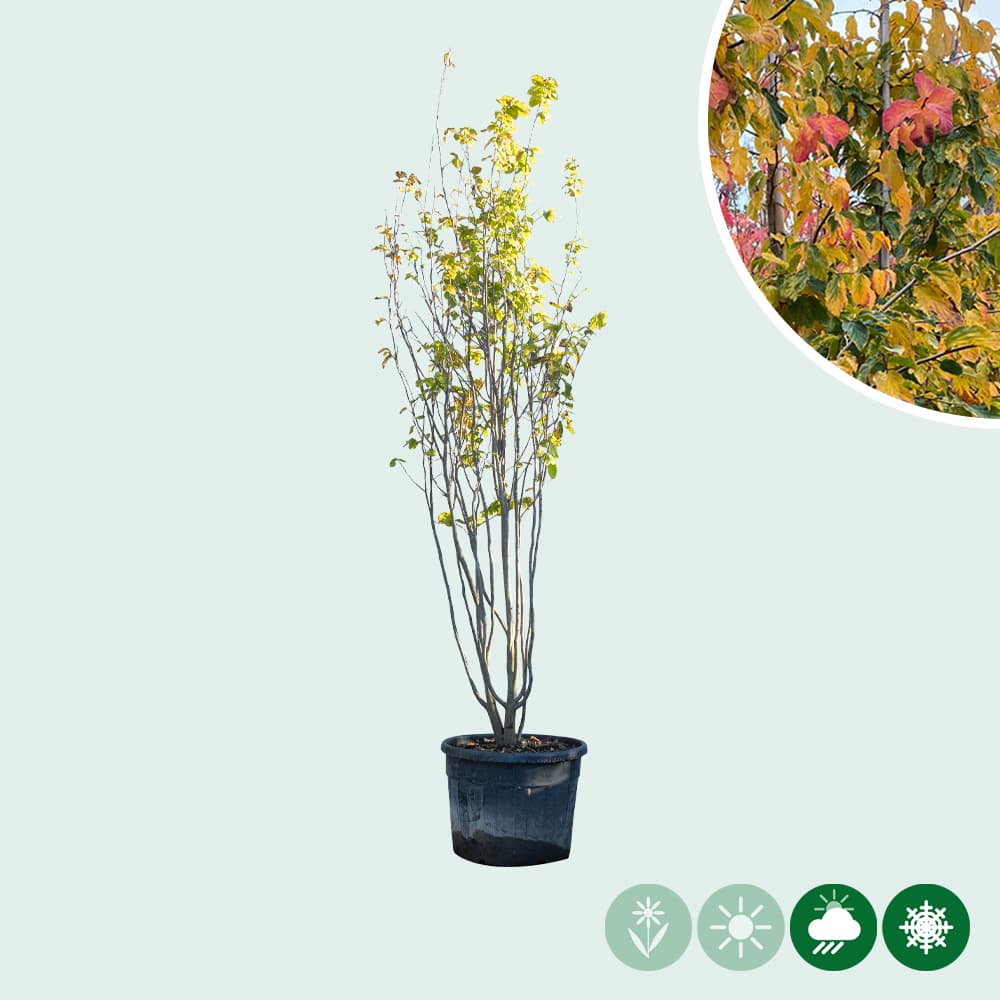 Parrotia persica meerstammig