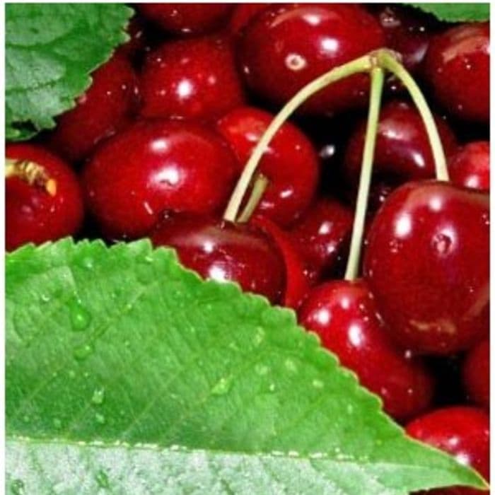 Prunus avium 'Hedelfinger' 2