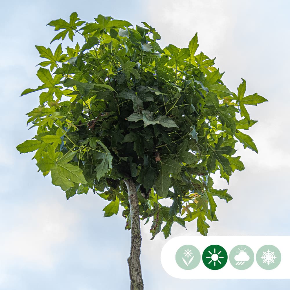 Amberboom bolvorm 120 cm stamhoogte